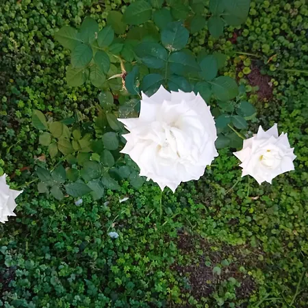 Dom wakacyjny Atzori